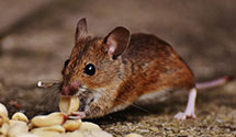 24 Hour & Emergency Exterminators in Fairlawn, OH